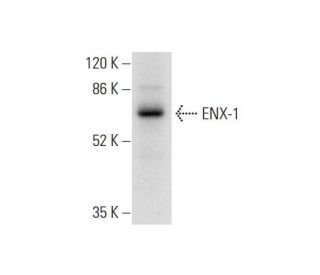 ENX-1 Antibody (D-8) - Western Blotting - Image 304336 