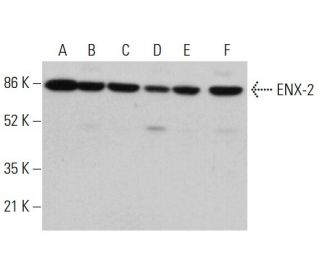 ENX-2 Antibody (H-4) - Western Blotting - Image 380553 