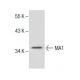 MA1 (L-18): sc-66393. Western blot analysis of MA1 expression in EOC 20 whole cell lysate.