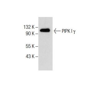 PIPK I γ Antibody (F-11) - Western Blotting - Image 285164 