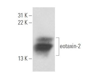 eotaxin-2 Antibody (NYRhEOT2) - Western Blotting - Image 17843