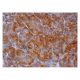 eotaxin Antibody (C-3) - Immunohistochemistry - Image 350223 
