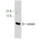 eotaxin Antibody (C-3) - Western Blotting - Image 147165