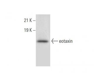 eotaxin Antibody (C-3) - Western Blotting - Image 303831 