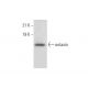 eotaxin Antibody (C-3) - Western Blotting - Image 303831 