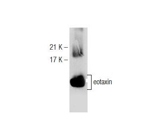 eotaxin Antibody (G-12) - Western Blotting - Image 147164
