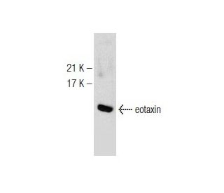 eotaxin Antibody (C-3) - Western Blotting - Image 147165