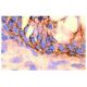 Ep-CAM Antibody (9C4) - Immunohistochemistry - Image 7967 
