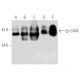 Ep-CAM Antibody (AUA1) - Western Blotting - Image 13974