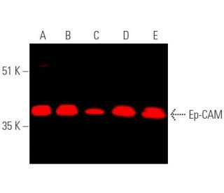 Ep-CAM Antibody (C-10) - Western Blotting - Image 372653