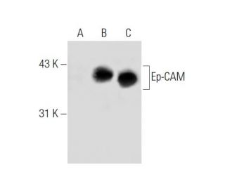 Ep-CAM Antibody (323/A3) - Western Blotting - Image 57619 