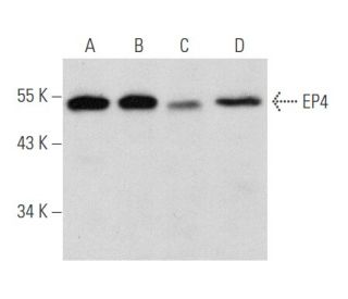EP4 Antibody (C-4) - Western Blotting - Image 356540