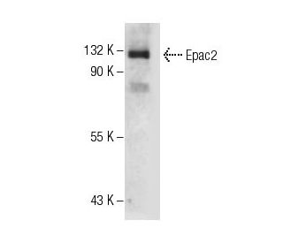 Epac2 Antibody (A-7) - Western Blotting - Image 7526 