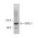EPAS-1/HIF-2 alpha Antibody (A-5) - Western Blotting - Image 379145 