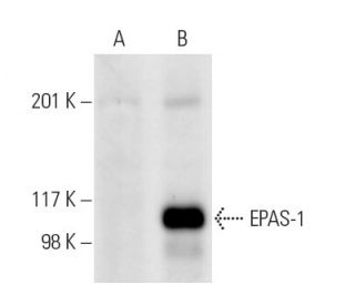 EPAS-1/HIF-2 alpha Antibody (A-5) - Western Blotting - Image 11315