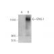 EPAS-1 (190b) HRP: sc-13596 HRP. Direct western blot analysis of...