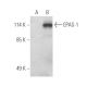 EPAS-1 (190b): sc-13596. Western blot analysis of EPAS-1 expression... 