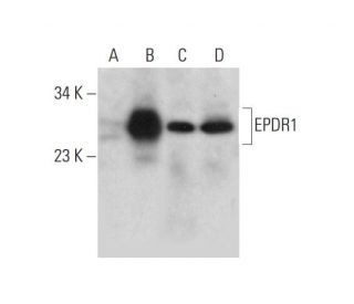 EPDR1 Antibody (D-10) - Western Blotting - Image 298575 