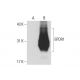 EPDR1 Antibody (S8F) - Western Blotting - Image 127068