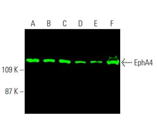 EphA4 Antibody (D-4) - Western Blotting - Image 378908 