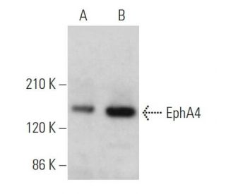 EphA4 Antibody (D-4) - Western Blotting - Image 361078