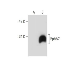 EphA7 Antibody (E-7) - Western Blotting - Image 299442 