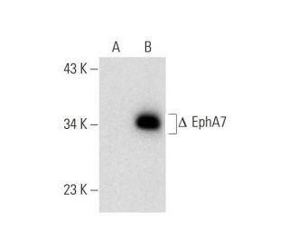 EphA7 (G-7): sc-365647. Western blot analysis of EphA7 expression in... 