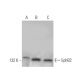 EphB2 Antibody (48CT12.6.4) - Western Blotting - Image 374613 