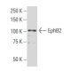EphB2 Antibody (SY4) - Western Blotting - Image 33672