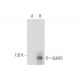 EphB3 Antibody (A-12) - Western Blotting - Image 319910