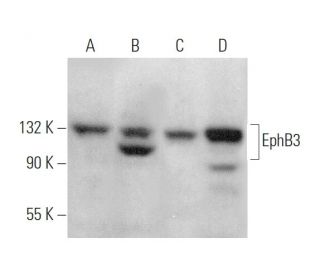 EphB3 Antibody (A-12) - Western Blotting - Image 375898