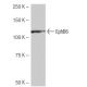 EphB6 Antibody (11D4) - Western Blotting - Image 64931