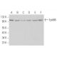 EphB6 Antibody (2A6B9) - Western Blotting - Image 374712 