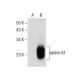 ephrin-A1 Antibody (A-5) - Western Blotting - Image 283827