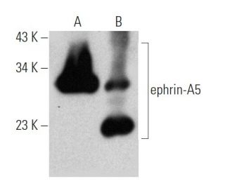 ephrin-A5 Antibody (RR-7) - Western Blotting - Image 368201 