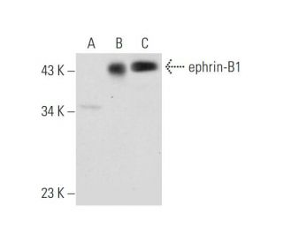 ephrin-B1 Antibody (C-6) - Western Blotting - Image 344487SAM Transcription Activation: SAM system utilizing dCas9-VP64, MS2-P65-HSF1, and sgRNA for precise gene transcription activation.
