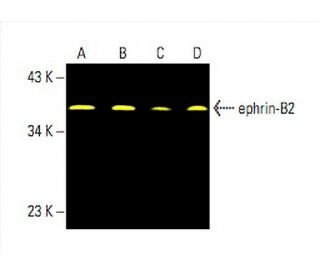 ephrin-B2 Antibody (F-2) - Western Blotting - Image 392426