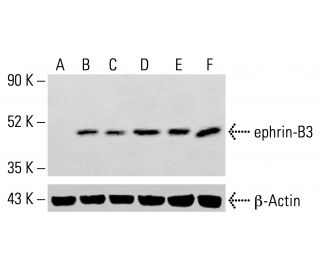 ephrin-B3 Antibody (A-7) - Western Blotting - Image 413962 