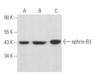 ephrin-B3 Antibody (D-11) - Western Blotting - Image 357431 