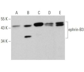 ephrin-B3 Antibody (D-11) - Western Blotting - Image 362291