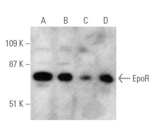 EpoR Antibody (D-5) - Western Blotting - Image 389345
