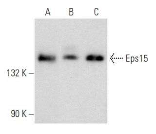 Eps15 Antibody (E-3) - Western Blotting - Image 357328 