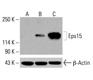 Eps15 Antibody (G-3) - Western Blotting - Image 414606 