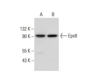 Eps8 Antibody (D-4) - Western Blotting - Image 306582 