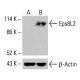 Eps8L2 Antibody (F-8) - Western Blotting - Image 415699
