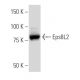 Eps8L2 Antibody (WP.7) - Western Blotting - Image 34094