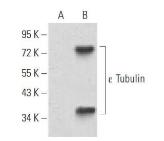 &epsilon; Tubulin Antibody (5F3B7) - Western Blotting - Image 358331 