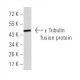ε Tubulin Antibody (5F3B7) - Western Blotting - Image 358330