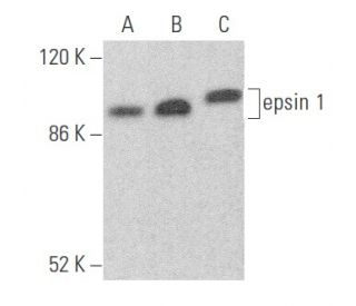 epsin 1 Antibody (C-11) - Western Blotting - Image 355710 