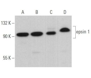 epsin 1 Antibody (G-12) - Western Blotting - Image 367088 